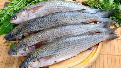 البوري يقفز.. أسعار الأسماك اليوم الأحد