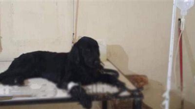 العيادات البيطرية تواصل تقديم الخدمات العلاجية بالإسماعيلية