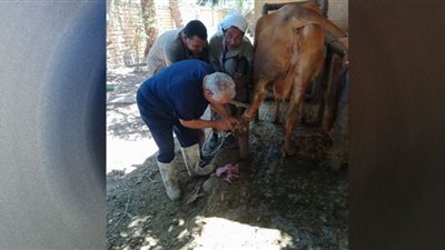 تحصين 133 ألف رأس ماشية ضد أمراض الجلد العقدي ببنى سويف