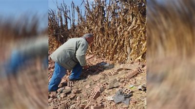 زراعة الشرقية تُطلق حملة لمكافحة القوارض