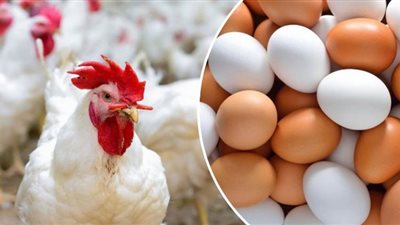 جهود حكومية لحل أزمة اللحوم البيضاء والحمراء قبل رمضان