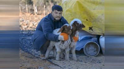تركي يعثر على أغنامه حية بعد 11 يومًا تحت الأنقاض
