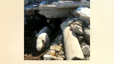 إنقاذ خراف علقت لأيام تحت أنقاض الزلزال (شاهد)