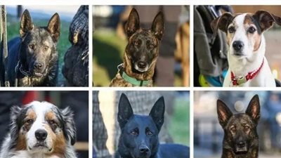 قصة 388 كلب جاؤوا من دول مختلفة لإنقاذ العالقين تحت الأنقاض