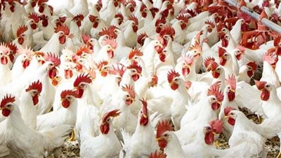 ارتفاع جديد في أسعار الدواجن