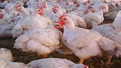 الكيلو بـ 106 جنيهات.. أسعار الدواجن والبيض اليوم