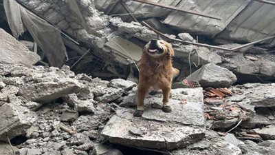 كيليان البطل.. كلب أنقذ العشرات من زلزال تركيا المدمر