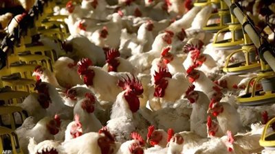 منتجو الدواجن يحذرون من الفراخ البرازيلية.. الاستيراد يهدم الأوطان