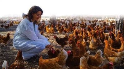 الفراخ البرازيلي.. المستورد يضرب المحلي والسعر مفاجأة| هل تسبب السرطان؟