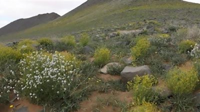 العثور على مواطن مفقود في محمية الحرة