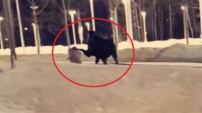 سيدة تنجو من الموت بأعجوبة بعد تسديد غزال ركلة لرأسها.. شاهد