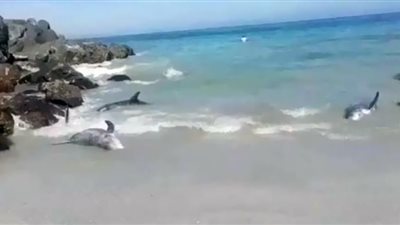 حقيقة نفوق دلافين عمان بسبب الزلزال| السلطات تكشف مفاجئة