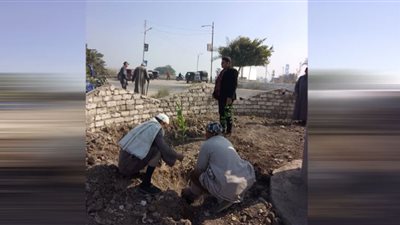 زراعة أشجار مثمرة بقرى سمالوط بالمنيا