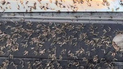 الإسكندرية تكشف نتيجة المسح الشامل لانتشار الحشرات الطائرة بالعجمى