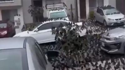 أسراب الطيور تغزو الشوارع وتوقعات بكارثة (شاهد)