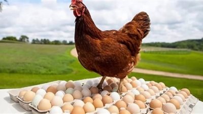 أسعار الدواجن صباح اليوم الأحد في المزرعة