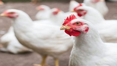 أسعار الدواجن بالأسواق اليوم