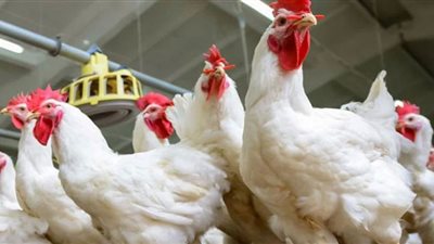 هل تنخفض أسعار الدواجن مع اقتراب شهر رمضان؟.. الشعبة تجيب