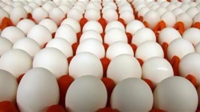 تكنولوجيا جديدة لإنتاج البيض في مصر
