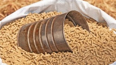 الحرب الروسية سبب أزمة الدواجن.. رفعت أسعار الأعلاف 400% (فيديو)