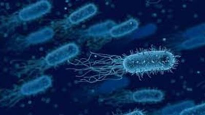 الشيغيلا.. بكتيريا مقاومة للأدوية بأمريكا