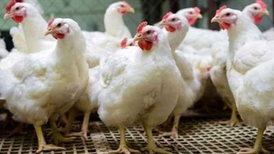 الكيلو بـ85 جنيهًا.. أسعار الدواجن اليوم الخميس بالأسواق المصرية