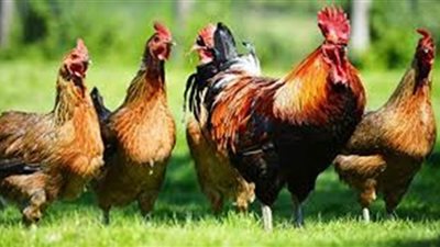 اللص والدجاج.. طرائف خلف القضبان