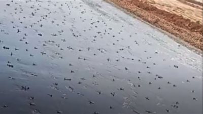 حشرات غريبة تغزو شوارع مطروح وتثير جدلًا| فيديو