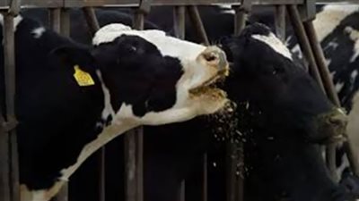 ظهور جنون البقر في البرازيل.. ودول تحظر استيراد اللحوم