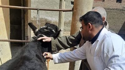 تحصين 143 ألفًا من الثروة الحيوانية ببني سويف