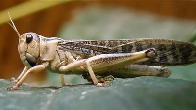 منع جمع الجراد وأكله فى السعودية