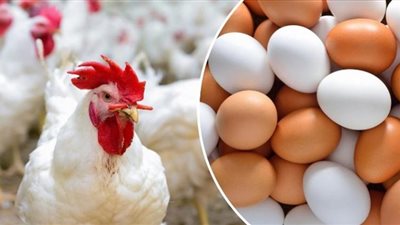 انخفاض أسعار البيض بأنواعه الثلاثة.. والكتكوت بـ28 جنيهًا