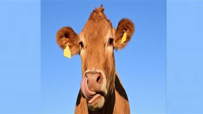 علاقة أكل اللحوم البرازيلية بالوفاة بمرض جنون البقر| الزراعة تحسم الجدل