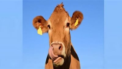 الزراعة تدرس تعلق استيراد اللحوم من البرازيل بسبب جنون البقر (فيديو)