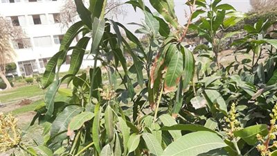 إنشاء أول حديقة فاكهة مثمرة بالجهود الذاتية في جامعة حلوان