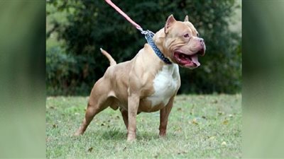 ضوابط وعقوبة حيازة حيوان خطر بعد واقعة مدير البنك