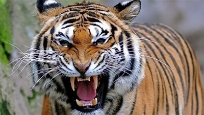 النمور تمنع صيد الخنازير البرية