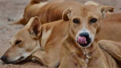 بيتبول أميرة شنب يكشف المستور.. الكلب البلدي الأفضل