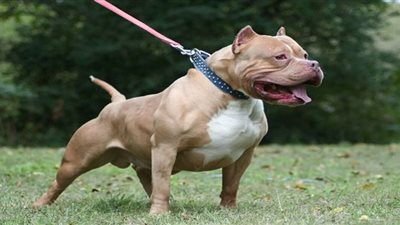 النواب يُعيد فتح باب المناقشة لقانون اقتناء الكلاب