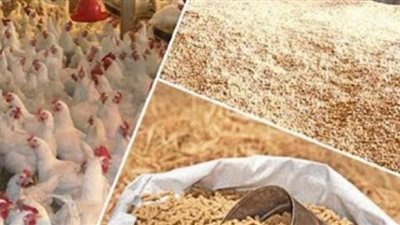 الإفراج عن 137 ألف طن أعلاف بـ67 مليون دولار