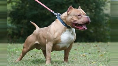 بعد واقعة البيتبول.. عقوبة حيازة الحيوانات الخطيرة واقتناء الكلاب