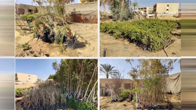 التنمية المحلية تتابع وصول 24 ألف شجرة للوادي الجديد