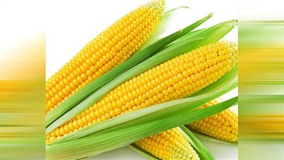 أسعار الذرة اليوم الثلاثاء