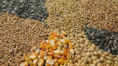 أسعار الأعلاف اليوم الثلاثاء في الأسواق المصرية