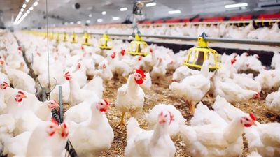 التجهيز لموائد الرحمن يشعل أسعار الدواجن رغم إفراجات الأعلاف