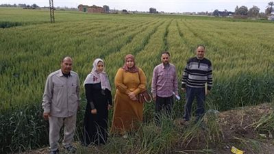 يوم حقل زراعي لمحصول القمح بالسدس