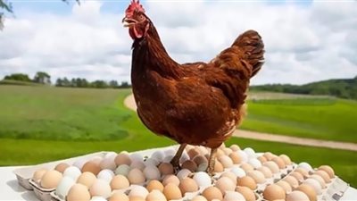 سعر الدواجن والبيض اليوم الثلاثاء