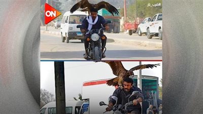 أحمد العوضي يحمل صقرًا فى كواليس 