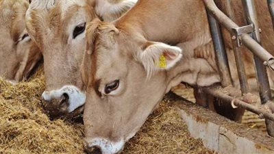 الطن يقفز 400 جنيه.. أسعار الأعلاف صباح اليوم الخميس