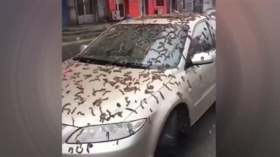 شوربة بالديدان وليمة السماء لسكان بكين